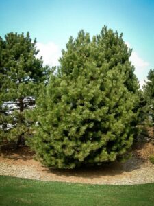 Сосна Чёрная (Pinus Nigra) купить по цене от 270.00р. в интернет-магазине «Посадика» с доставкой почтой в в Зеленоградске и по всей России – [изображение №1].