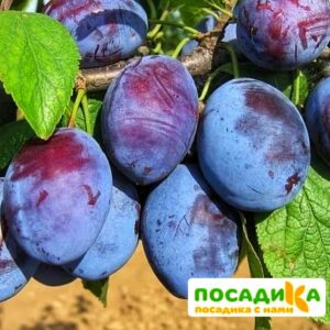 Слива Чачакская ранняя купить по цене от 229.00р. в интернет-магазине «Посадика» с доставкой почтой в в Зеленоградске и по всей России – [изображение №1].