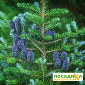 Пихта корейская (Abies koreana) купить по цене от 450.00р. в интернет-магазине «Посадика» с доставкой почтой в в Зеленоградске и по всей России – [изображение №1].