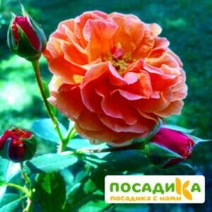 Роза Арабия купить по цене от 350.00р. в интернет-магазине «Посадика» с доставкой почтой в в Зеленоградске и по всей России – [изображение №1].