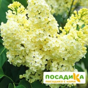 Сирень Примроуз (Primrose) купить по цене от 529.00р. в интернет-магазине «Посадика» с доставкой почтой в в Зеленоградске и по всей России – [изображение №1].