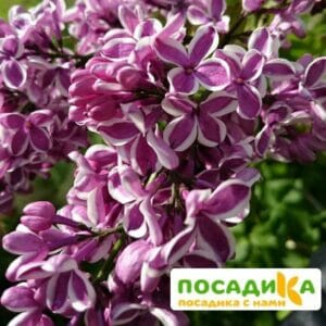 Сирень Сенсация купить по цене от 529.00р. в интернет-магазине «Посадика» с доставкой почтой в в Зеленоградске и по всей России – [изображение №1].