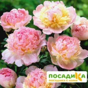 Пион Распберри Сандей (Paeonia Raspberry Sundae) купить по цене от 959р. в интернет-магазине «Посадика» с доставкой почтой в в Зеленоградске и по всей России – [изображение №1].