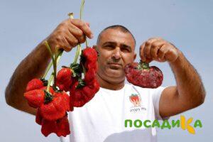 Клубника Гигант Джорнея купить по цене от 266р. в интернет-магазине «Посадика» с доставкой почтой в в Зеленоградске и по всей России – [изображение №1].