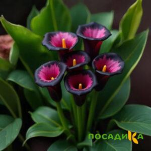 Калла Аура Лейс купить по цене от 400р. в интернет-магазине «Посадика» с доставкой почтой в в Зеленоградске и по всей России – [изображение №1].