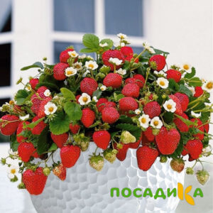 Клубника Рубиновый Шепот (горшечная) купить по цене от 240р. в интернет-магазине «Посадика» с доставкой почтой в в Зеленоградске и по всей России – [изображение №1].