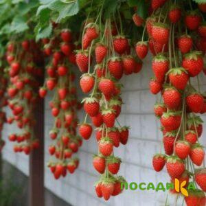 Клубника вьющаяся Комплимент купить по цене от 470р. в интернет-магазине «Посадика» с доставкой почтой в в Зеленоградске и по всей России – [изображение №1].