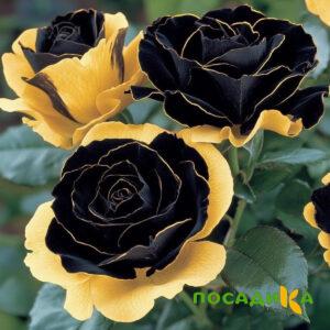 Роза Ханни Сикл купить по цене от 700р. в интернет-магазине «Посадика» с доставкой почтой в в Зеленоградске и по всей России – [изображение №1].