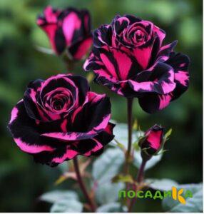Роза Багровый Шепот купить по цене от 366р. в интернет-магазине «Посадика» с доставкой почтой в в Зеленоградске и по всей России – [изображение №1].