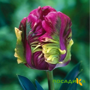 Тюльпан Экзотик Хэвен купить по цене от 186р. в интернет-магазине «Посадика» с доставкой почтой в в Зеленоградске и по всей России – [изображение №1].