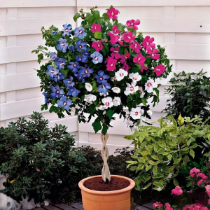 Гибискус-Дерево Триколор купить по цене от 289р. в интернет-магазине «Посадика» с доставкой почтой в в Зеленоградске и по всей России – [изображение №1].