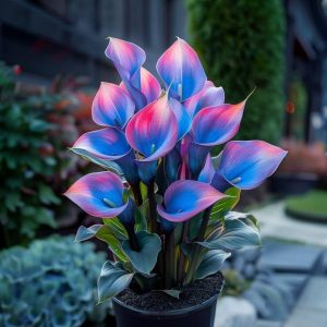 Калла Импрессия купить по цене от 590р. в интернет-магазине «Посадика» с доставкой почтой в в Зеленоградске и по всей России – [изображение №1].