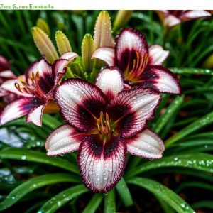 Лилейник Крим Сикл купить по цене от 799р. в интернет-магазине «Посадика» с доставкой почтой в в Зеленоградске и по всей России – [изображение №1].