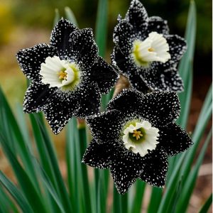 Нарцисс Кассата купить по цене от 372р. в интернет-магазине «Посадика» с доставкой почтой в в Зеленоградске и по всей России – [изображение №1].