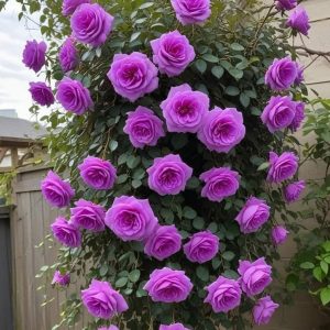 Роза Мистик Уайт купить по цене от 620р. в интернет-магазине «Посадика» с доставкой почтой в в Зеленоградске и по всей России – [изображение №1].