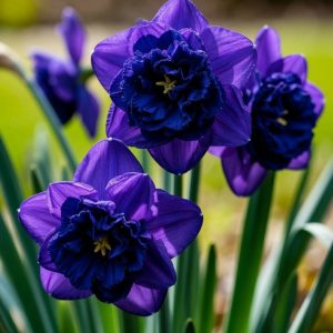 Нарцисс Арт Нуво купить по цене от 378р. в интернет-магазине «Посадика» с доставкой почтой в в Зеленоградске и по всей России – [изображение №1].