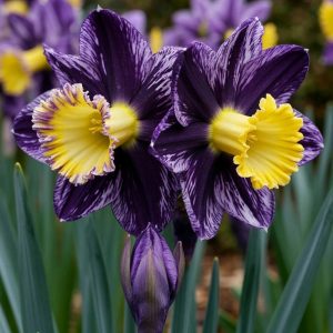 Нарцисс Акропоис купить по цене от 382р. в интернет-магазине «Посадика» с доставкой почтой в в Зеленоградске и по всей России – [изображение №1].