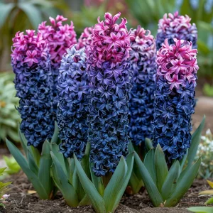 Гиацинт Блю Спринг купить по цене от 2099р. в интернет-магазине «Посадика» с доставкой почтой в в Зеленоградске и по всей России – [изображение №1].