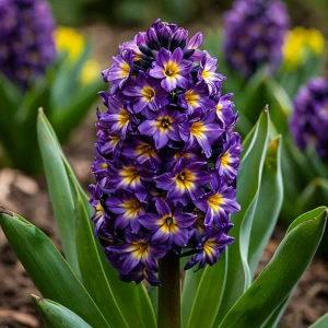 Гиацинт Вельвет Колор купить по цене от 2099р. в интернет-магазине «Посадика» с доставкой почтой в в Зеленоградске и по всей России – [изображение №1].