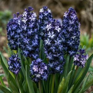 Гиацинт Блум Клауд купить по цене от 2099р. в интернет-магазине «Посадика» с доставкой почтой в в Зеленоградске и по всей России – [изображение №1].