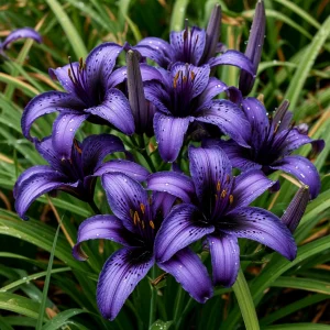 Лилейник Блю Айрис купить по цене от 324р. в интернет-магазине «Посадика» с доставкой почтой в в Зеленоградске и по всей России – [изображение №1].