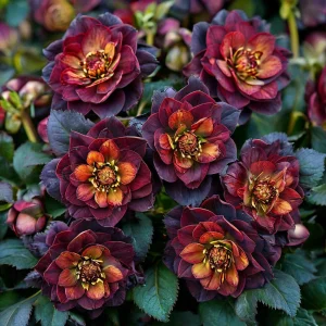 Морозник Сноу Дроп купить по цене от 348р. в интернет-магазине «Посадика» с доставкой почтой в в Зеленоградске и по всей России – [изображение №1].