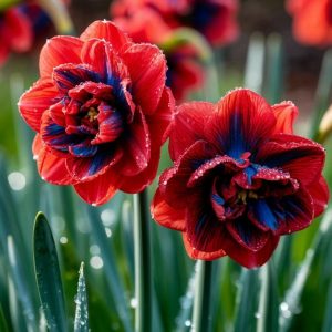 Нарцисс Эрличе купить по цене от 386р. в интернет-магазине «Посадика» с доставкой почтой в в Зеленоградске и по всей России – [изображение №1].