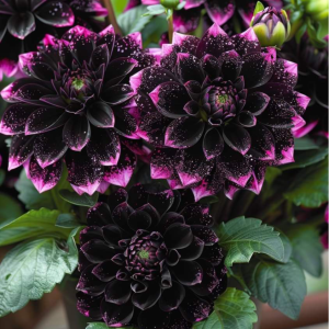 Георгин Лаванда Лейс купить по цене от 679р. в интернет-магазине «Посадика» с доставкой почтой в в Зеленоградске и по всей России – [изображение №1].