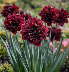 Нарцисс Малиновая Вуаль купить по цене от 3000р. в интернет-магазине «Посадика» с доставкой почтой в в Зеленоградске и по всей России – [изображение №1].