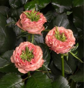 Роза Амбер Инчант купить по цене от 495р. в интернет-магазине «Посадика» с доставкой почтой в в Зеленоградске и по всей России – [изображение №1].