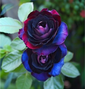 Роза Скарлет Рэвери купить по цене от 489р. в интернет-магазине «Посадика» с доставкой почтой в в Зеленоградске и по всей России – [изображение №1].