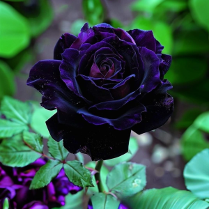 Роза Блэк Пантер купить по цене от 319р. в интернет-магазине «Посадика» с доставкой почтой в в Зеленоградске и по всей России – [изображение №1].