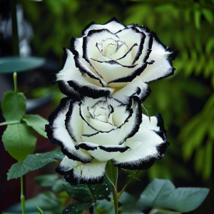 Роза Силк Ивин купить по цене от 319р. в интернет-магазине «Посадика» с доставкой почтой в в Зеленоградске и по всей России – [изображение №1].