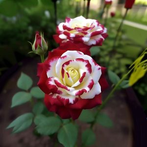 Роза Роял Глом купить по цене от 401р. в интернет-магазине «Посадика» с доставкой почтой в в Зеленоградске и по всей России – [изображение №1].