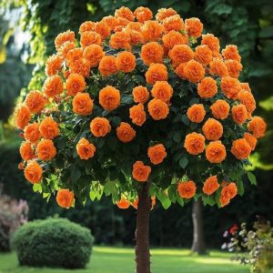 Роза Солнечный Шарм купить по цене от 349р. в интернет-магазине «Посадика» с доставкой почтой в в Зеленоградске и по всей России – [изображение №1].