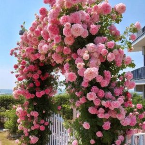 Роза Пастель Розе купить по цене от 605р. в интернет-магазине «Посадика» с доставкой почтой в в Зеленоградске и по всей России – [изображение №1].