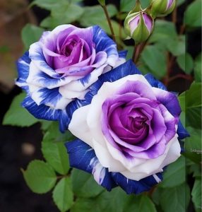 Роза Айвори Каскад купить по цене от 420р. в интернет-магазине «Посадика» с доставкой почтой в в Зеленоградске и по всей России – [изображение №1].