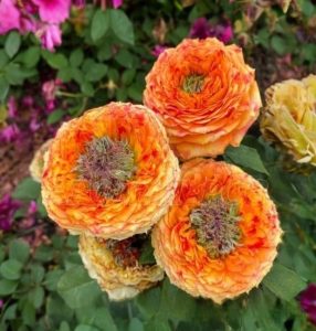 Роза Золотой Мираж купить по цене от 420р. в интернет-магазине «Посадика» с доставкой почтой в в Зеленоградске и по всей России – [изображение №1].