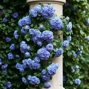 Роза плетистая Блю Перпл купить по цене от 540р. в интернет-магазине «Посадика» с доставкой почтой в в Зеленоградске и по всей России – [изображение №1].